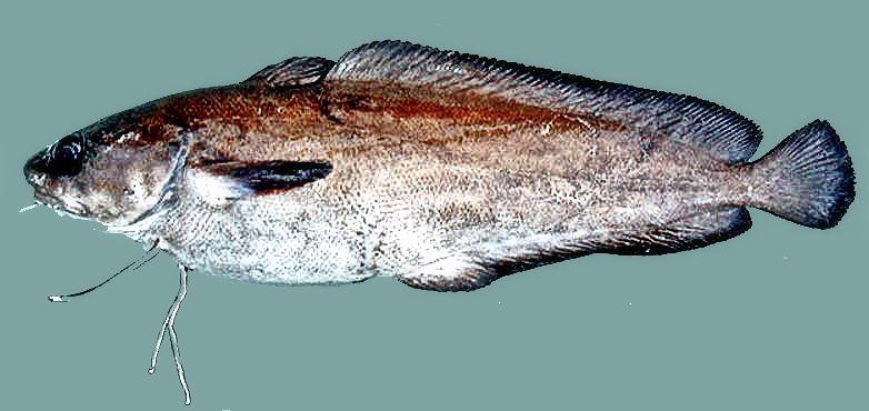 Phycis phycis_36